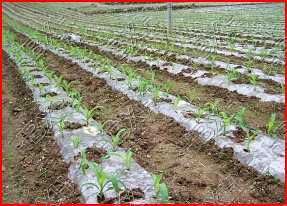 Plant protection film / Mulch & agriculture plastic film